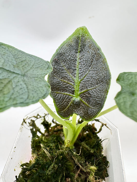 Alocasia Antoro Velvet