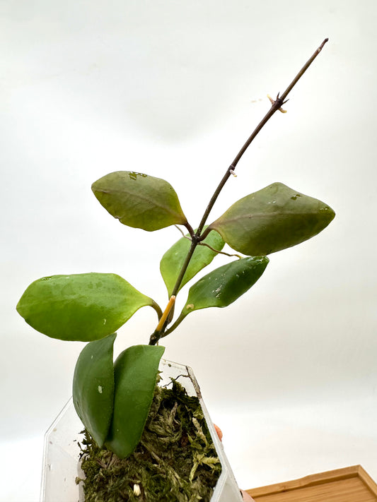Hoya Brevialata