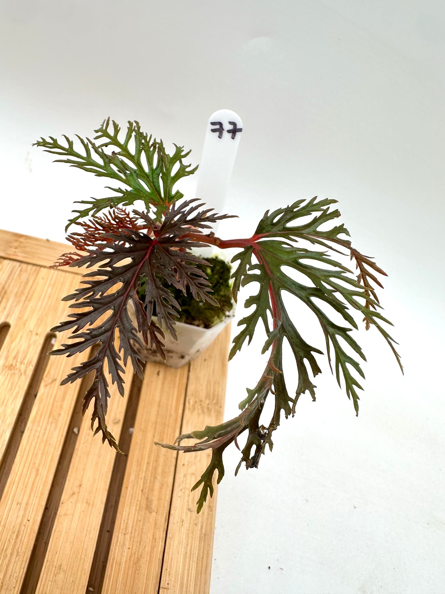 Begonia Bipinnatifida