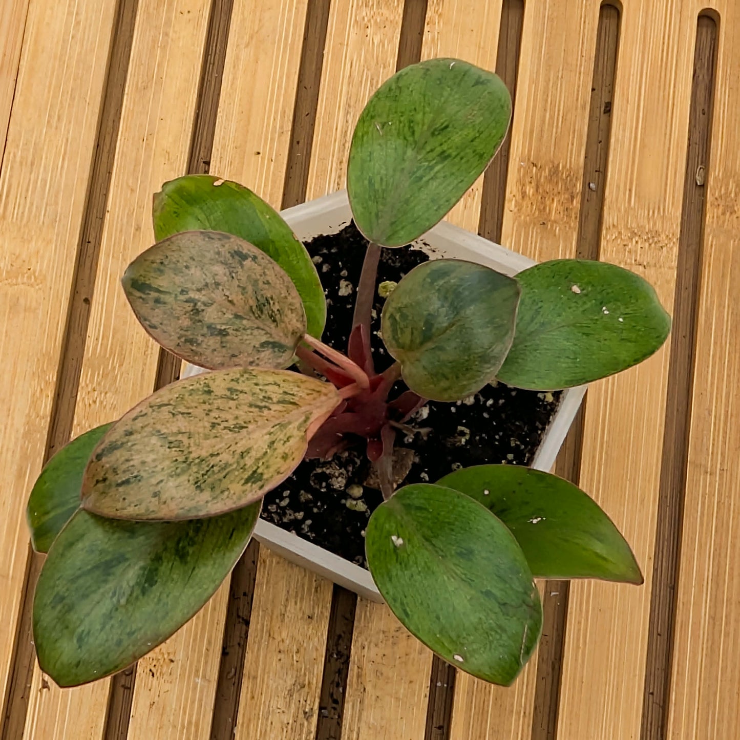 Philodendron Red Congo Dwarf Variegated
