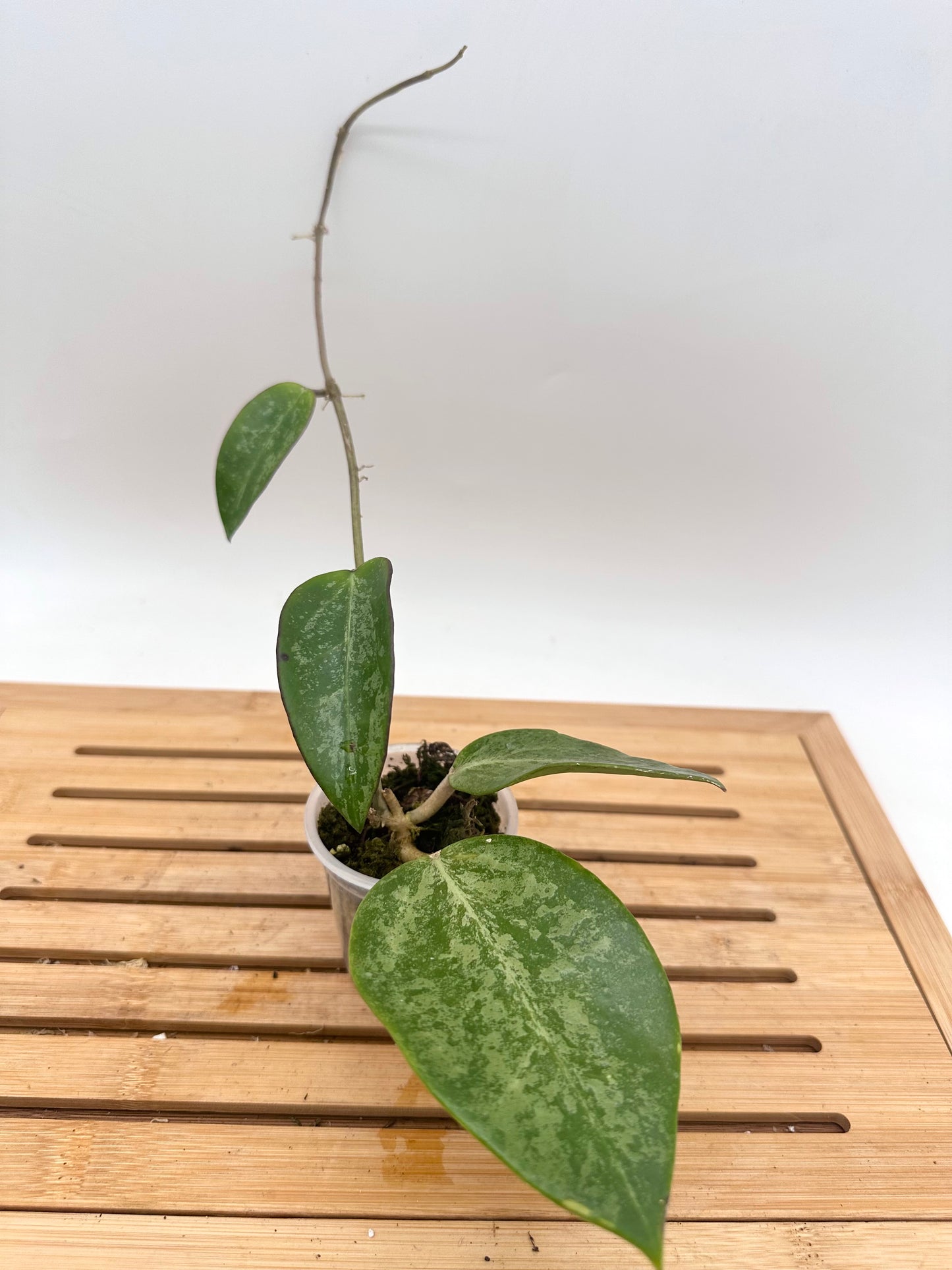 Hoya Rime Splash