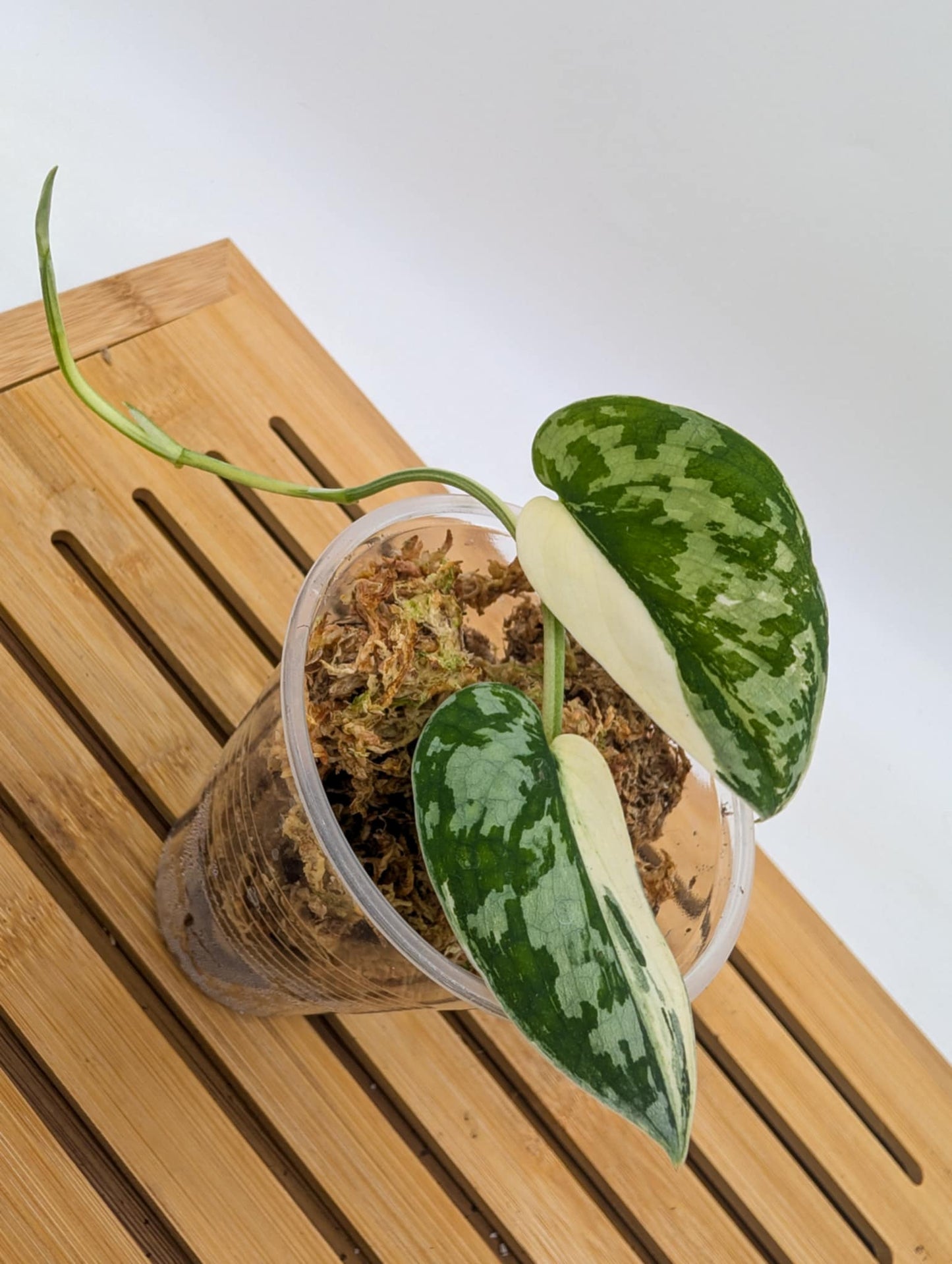 Scindapsus Mayari Variegated