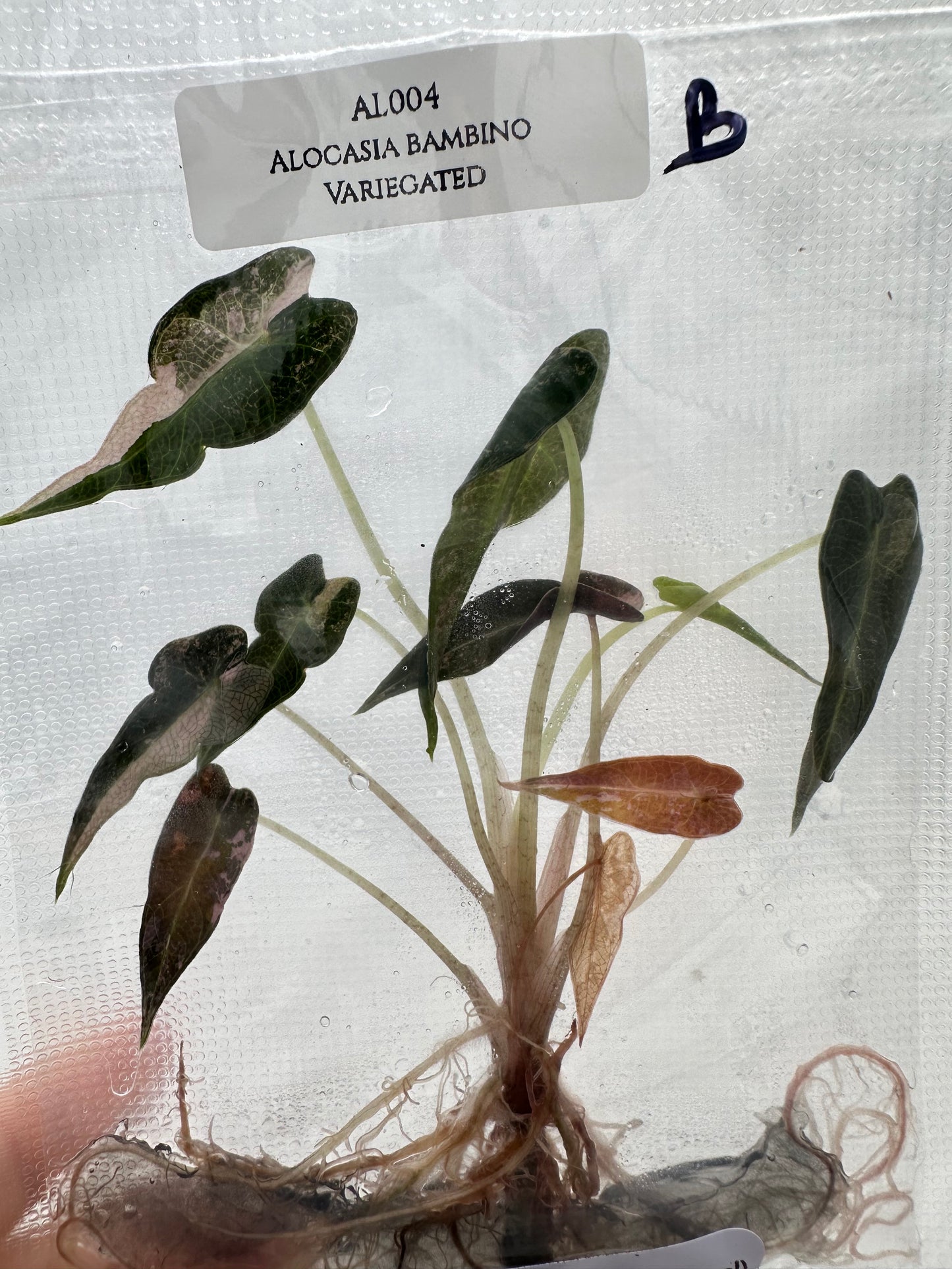 Tissue Culture - Alocasia Bambino Pink Variegated