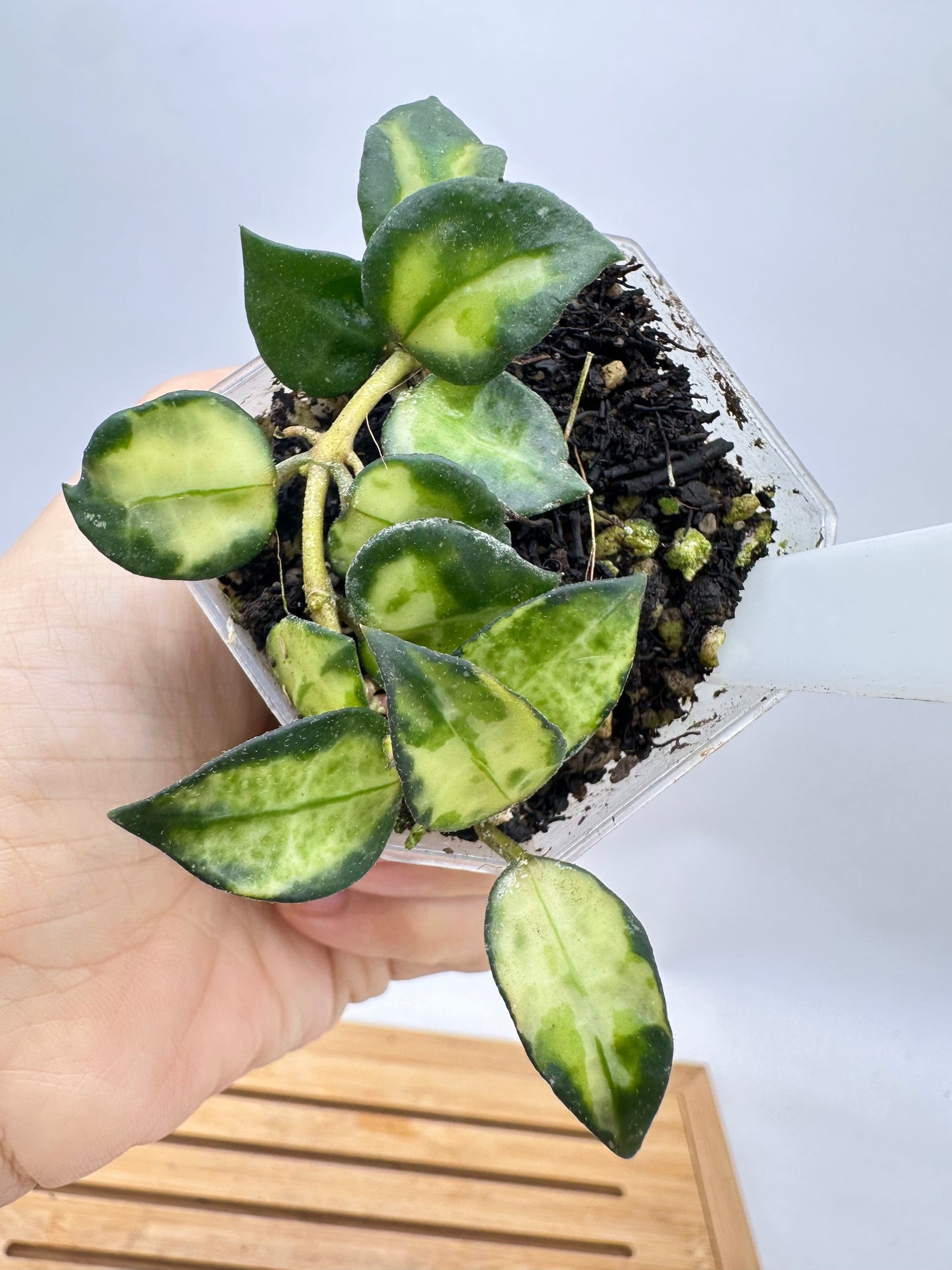 Hoya Lac. ‘Bruno’ Tricolor - Multiple Growths
