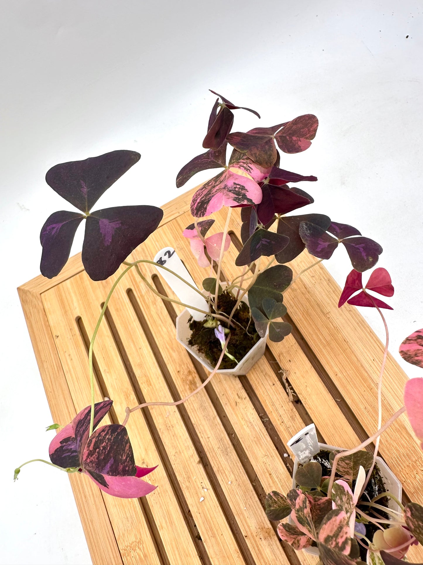 Oxalis Triangularis Pink Variegated 🩷 081 082