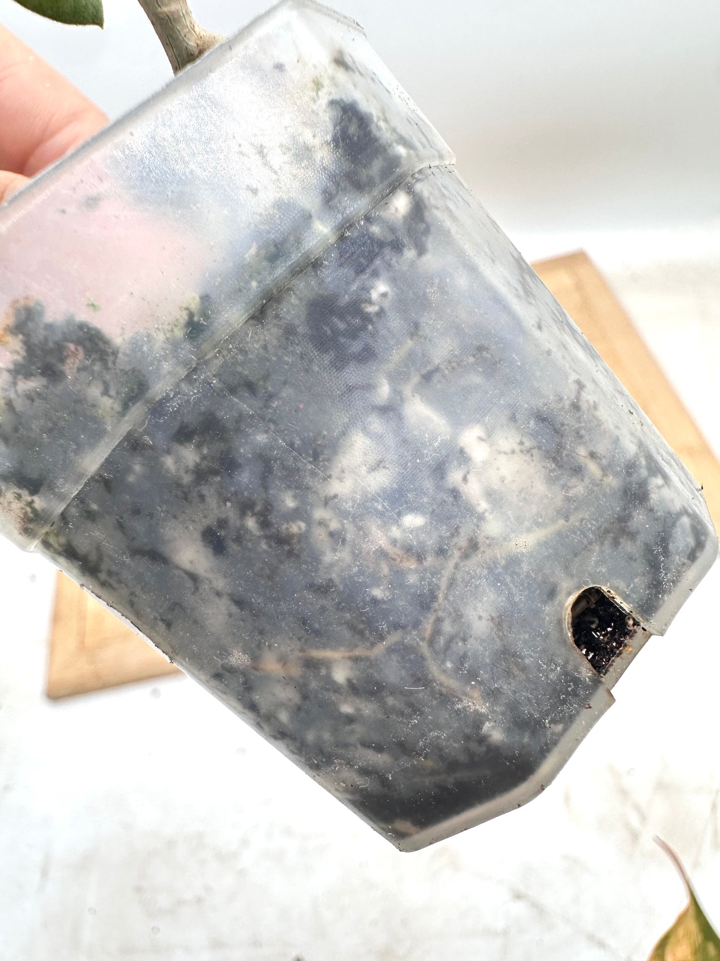 Hoya mummularioides Silver