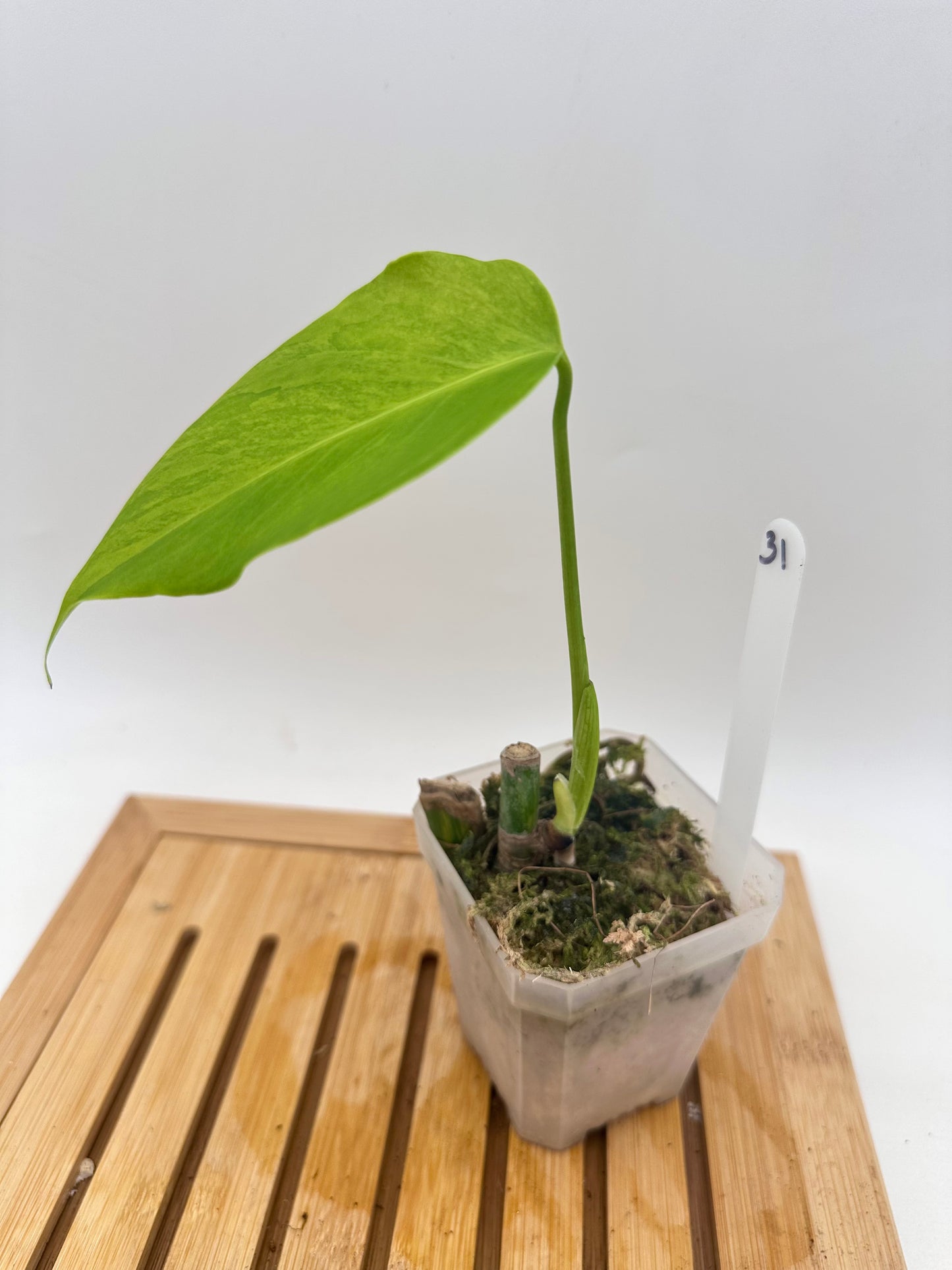 Monstera Borsigiana Aurea Variegated