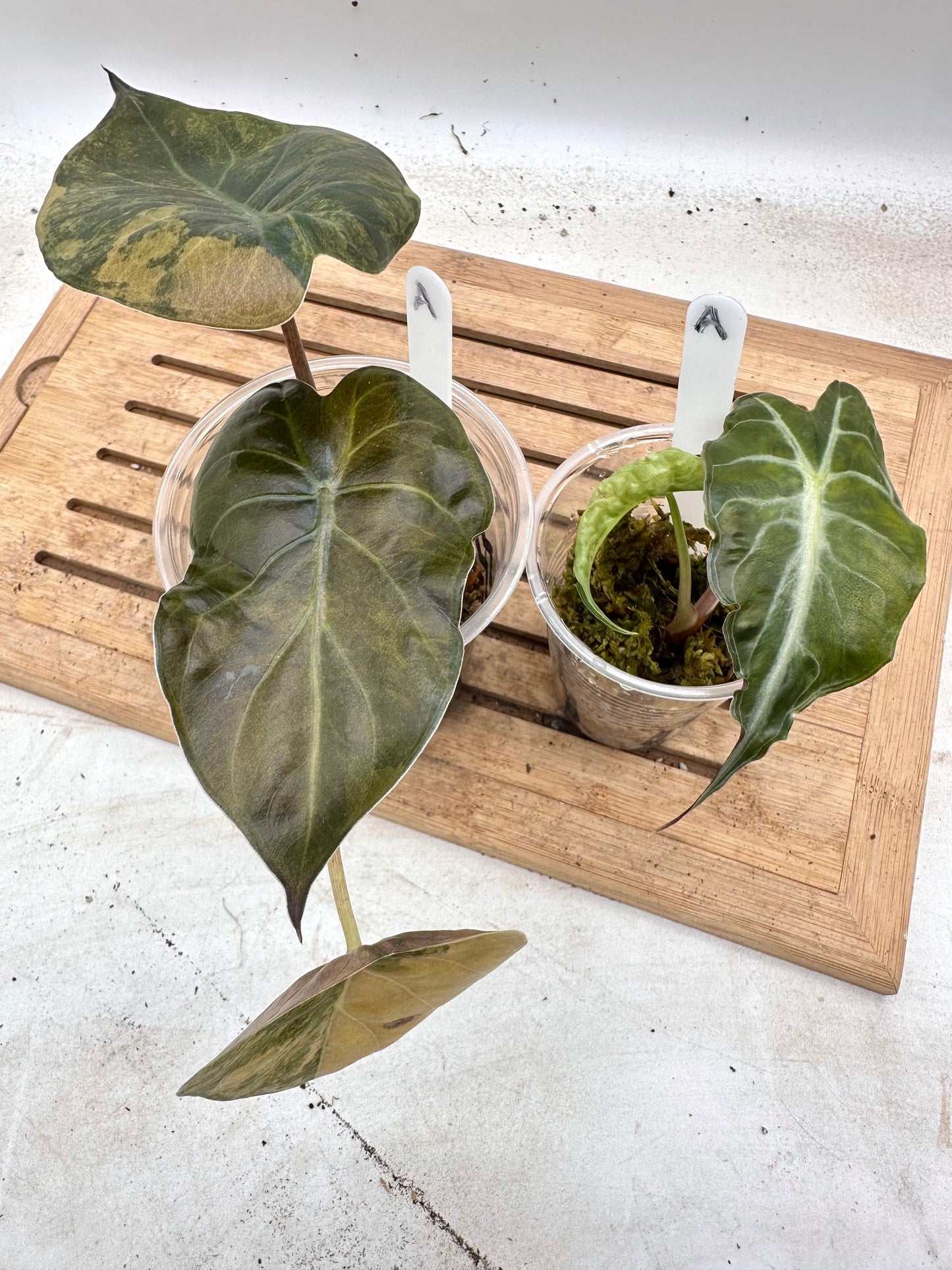 Combo Sale - Alocasia Venom & Alocasia Wentii Sunset Variegated