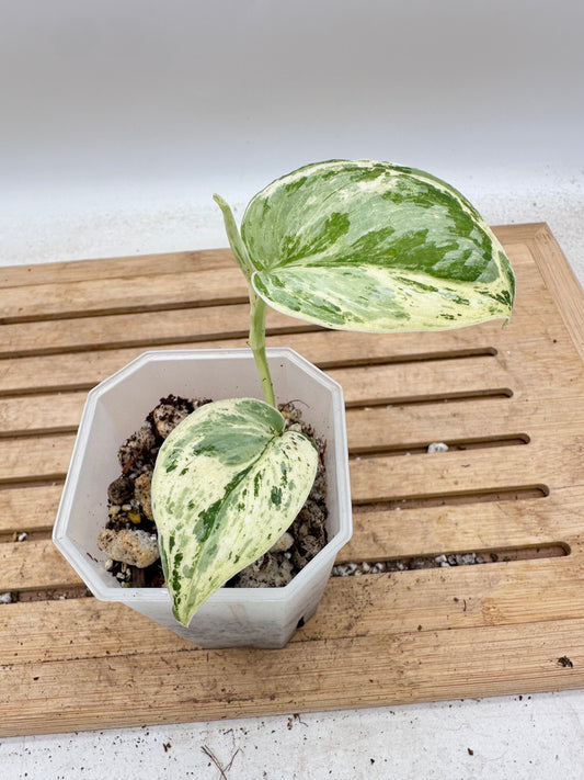 Scindapsus Peasun Variegated  - Thanksgiving Sale 💚