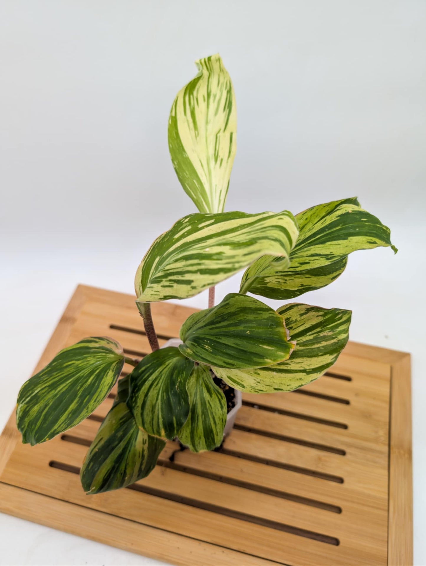 Variegated Peacock Ginger