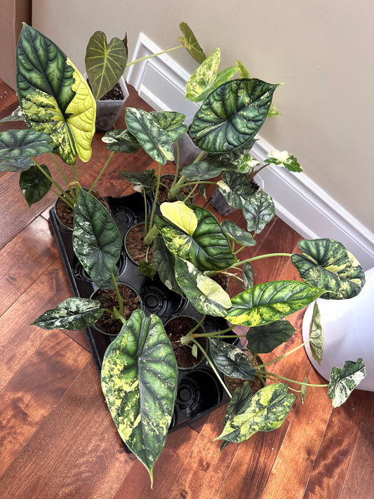 Alocasia Dragon Scale Variegated - Labour Day Sale ❤️‍🔥