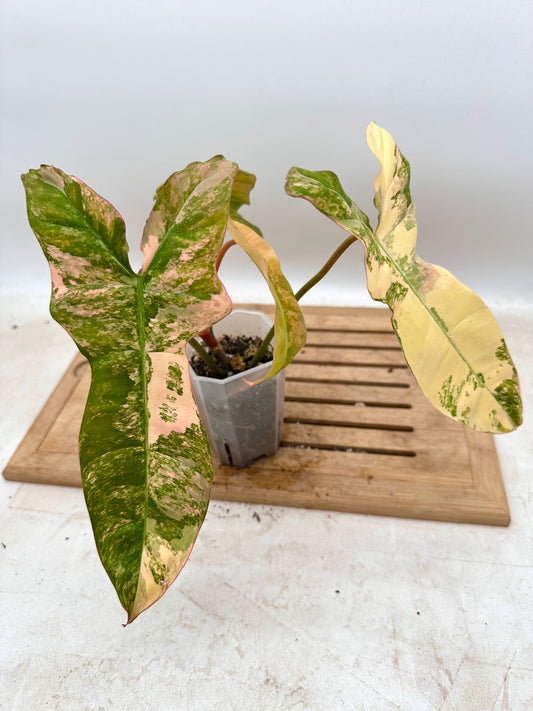 Philodendron Billietiae x FB Variegated - Thanksgiving Sale💚