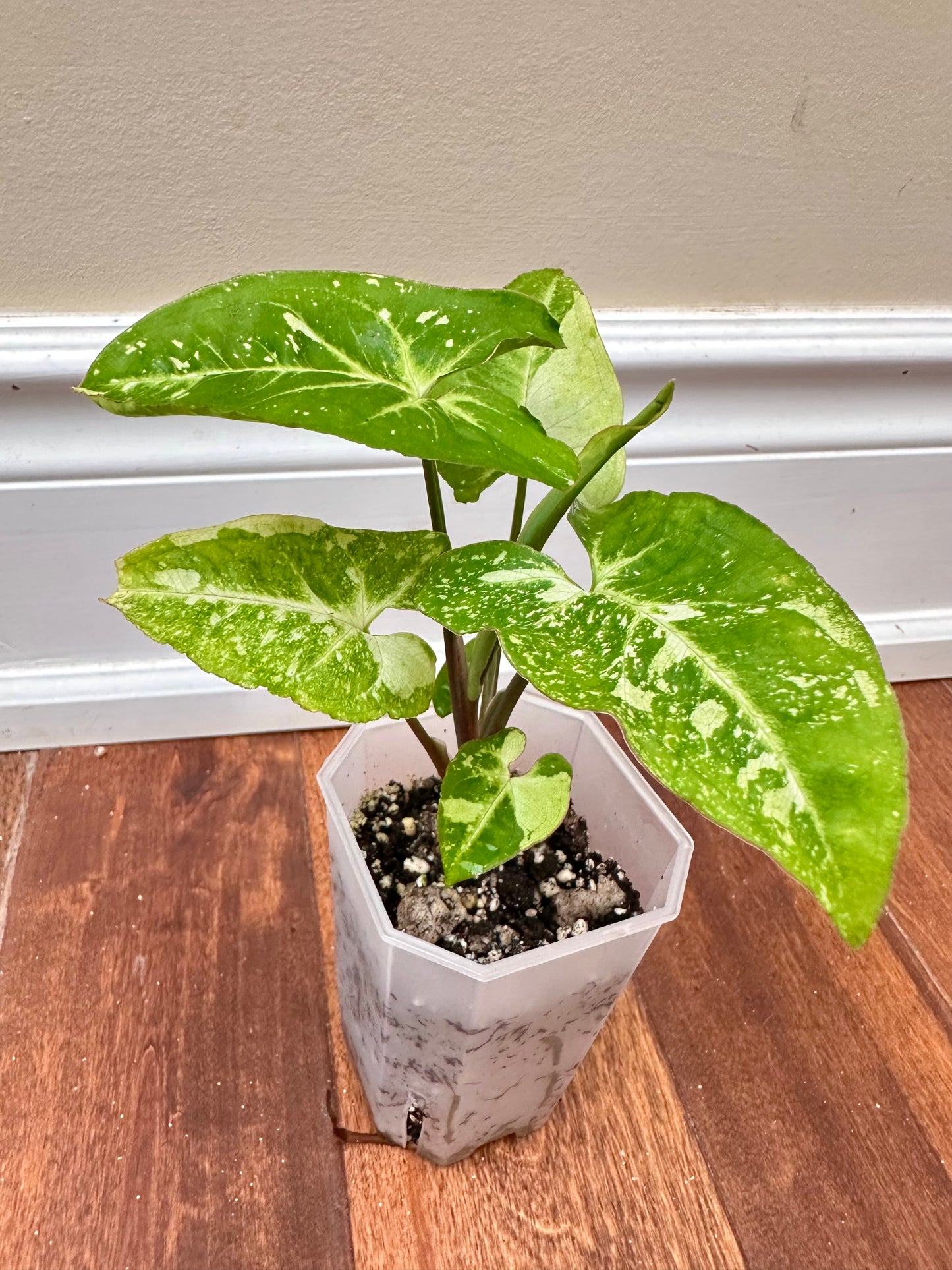 Syngonium Panda Galaxy - showing 6 growths