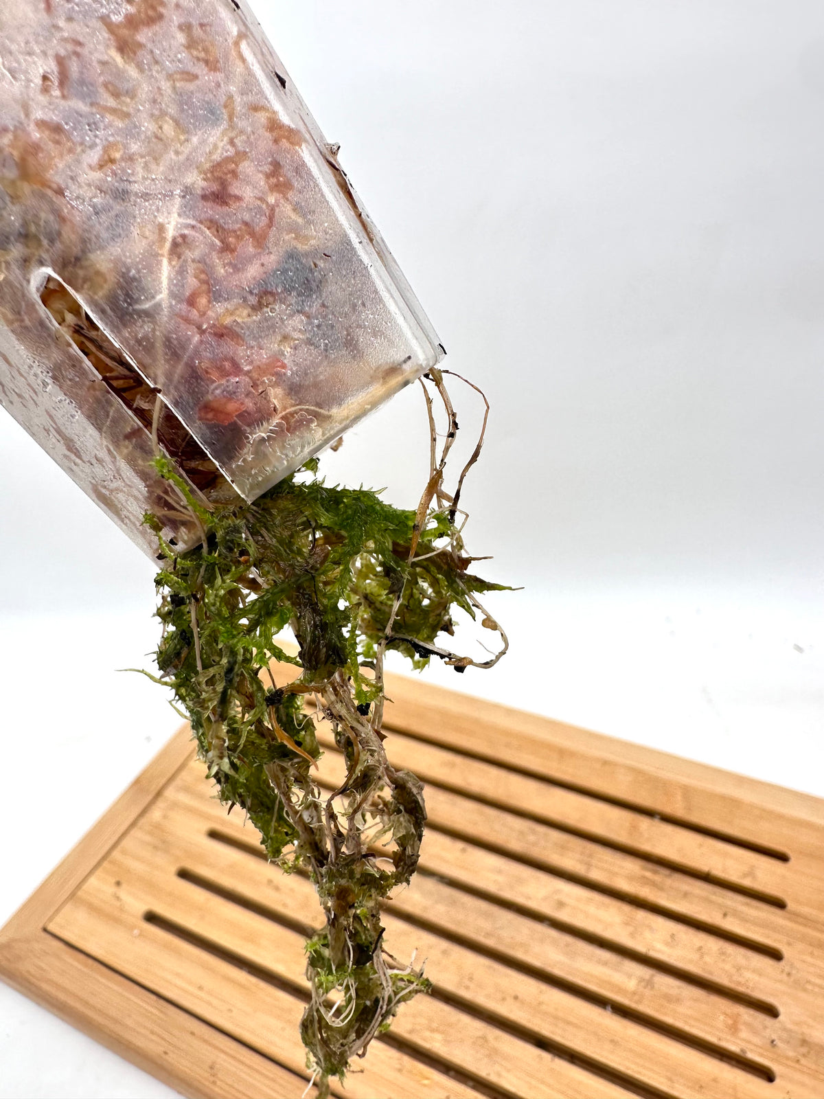 Fallopia Multiflora Variegated