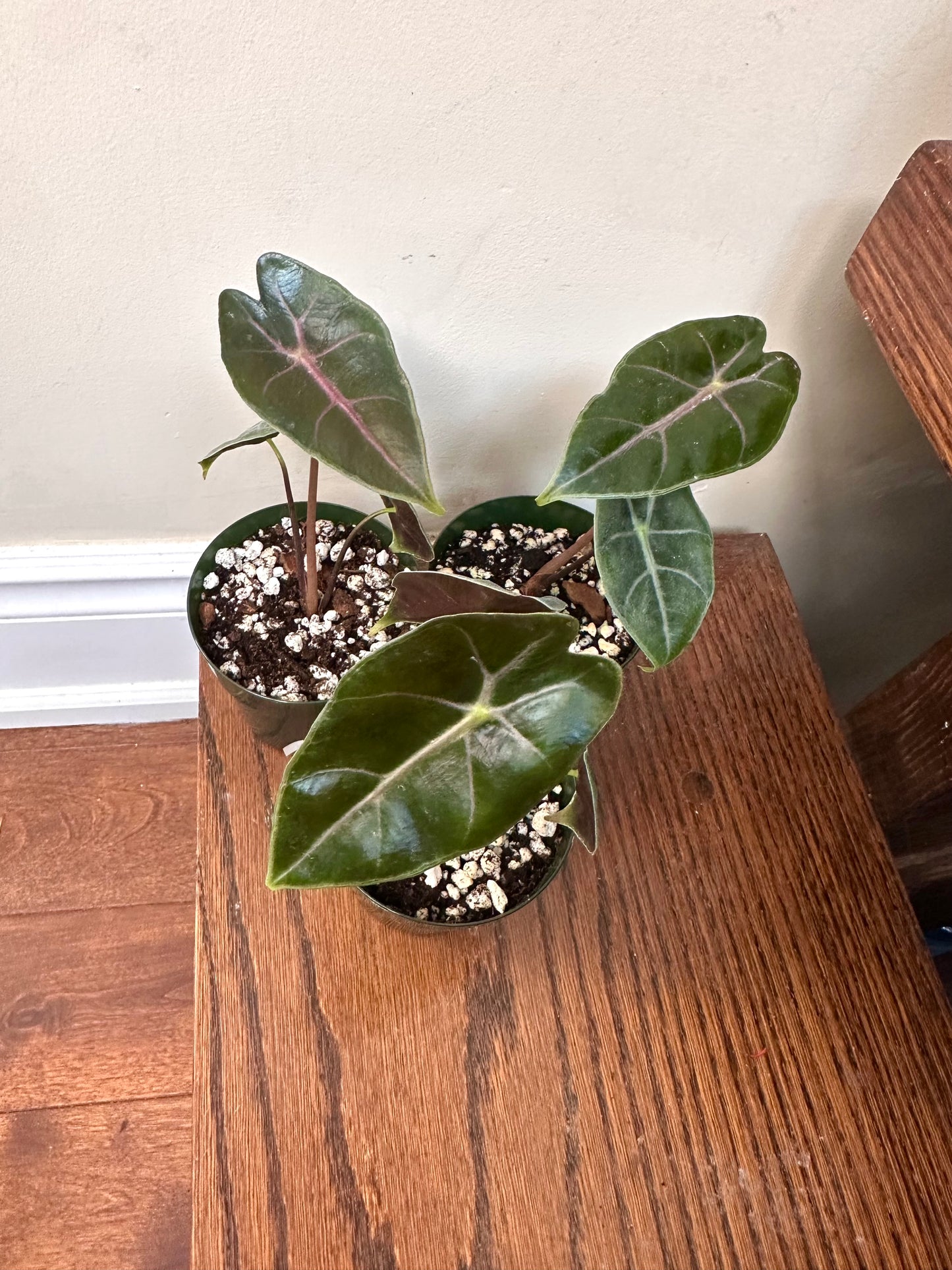Alocasia Suhirmaniana Purple