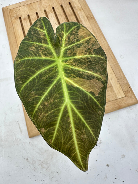 Black Friday Sales -Alocasia Regal Shields Variegated