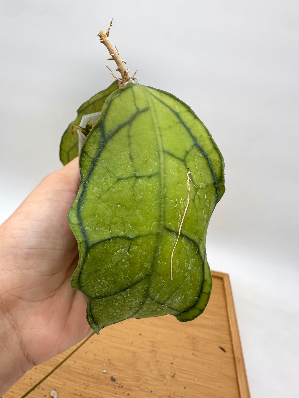 Hoya Kalimantan BP