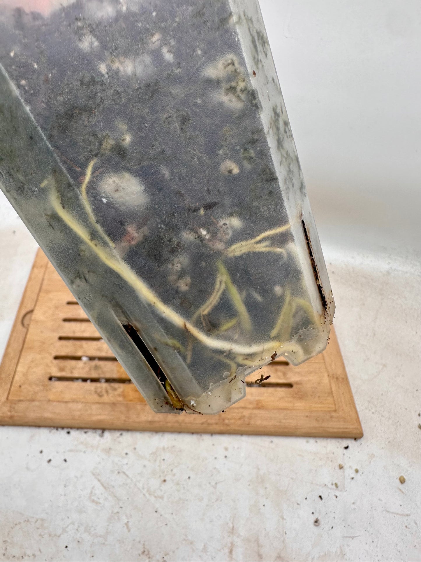 Homalonema Mint Pink Variegated