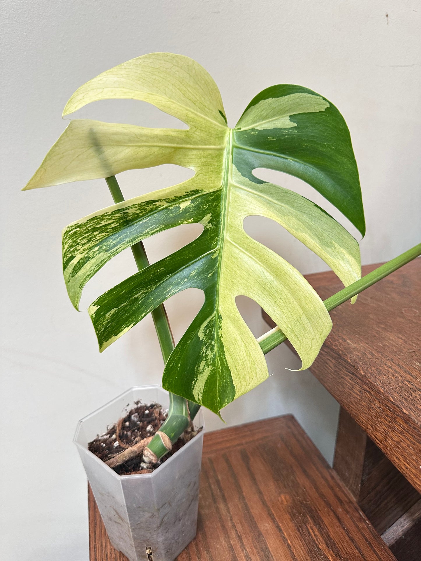 Monstera Jungle Mint