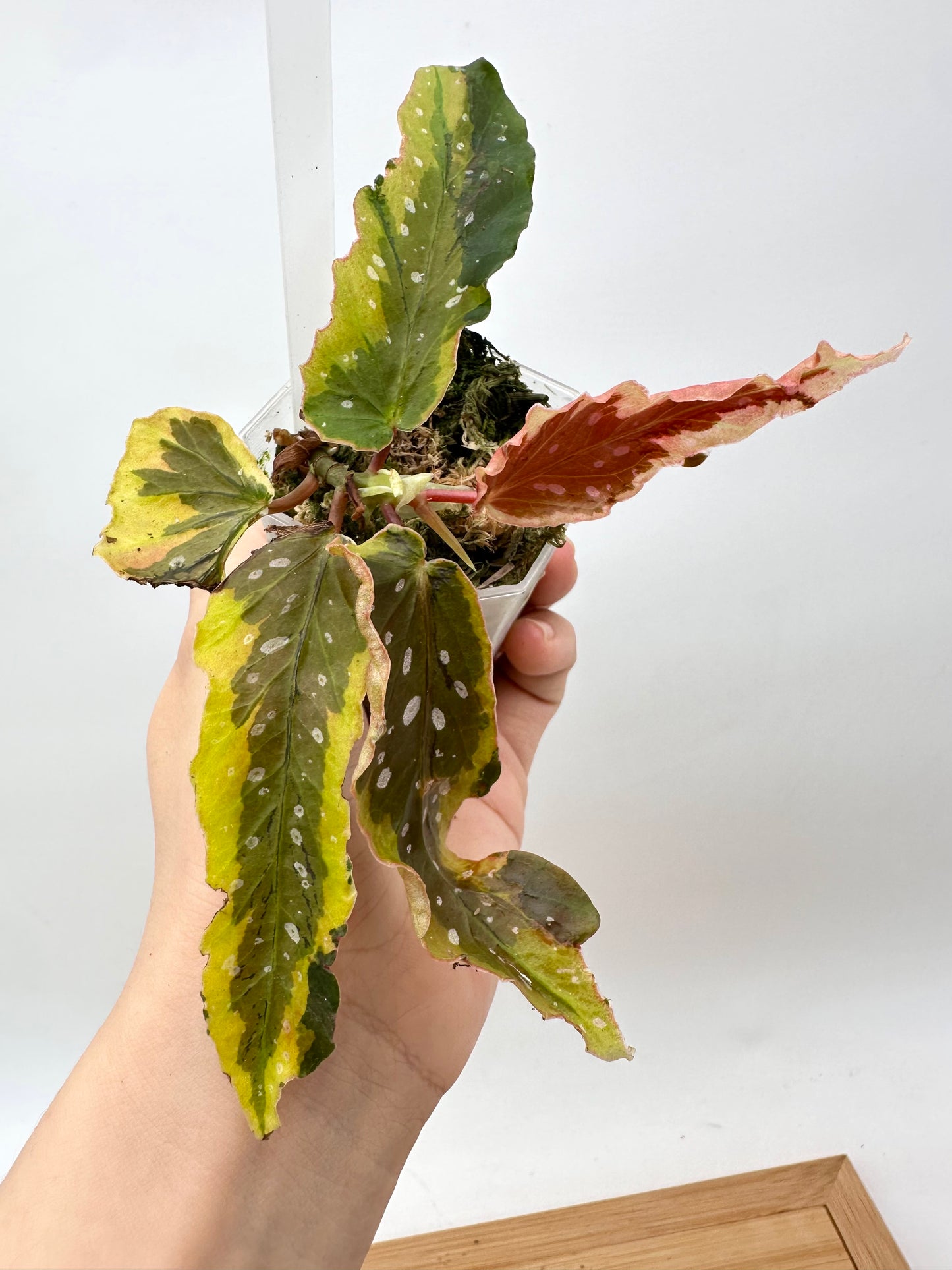 Begonia Dainty Spray Variegated