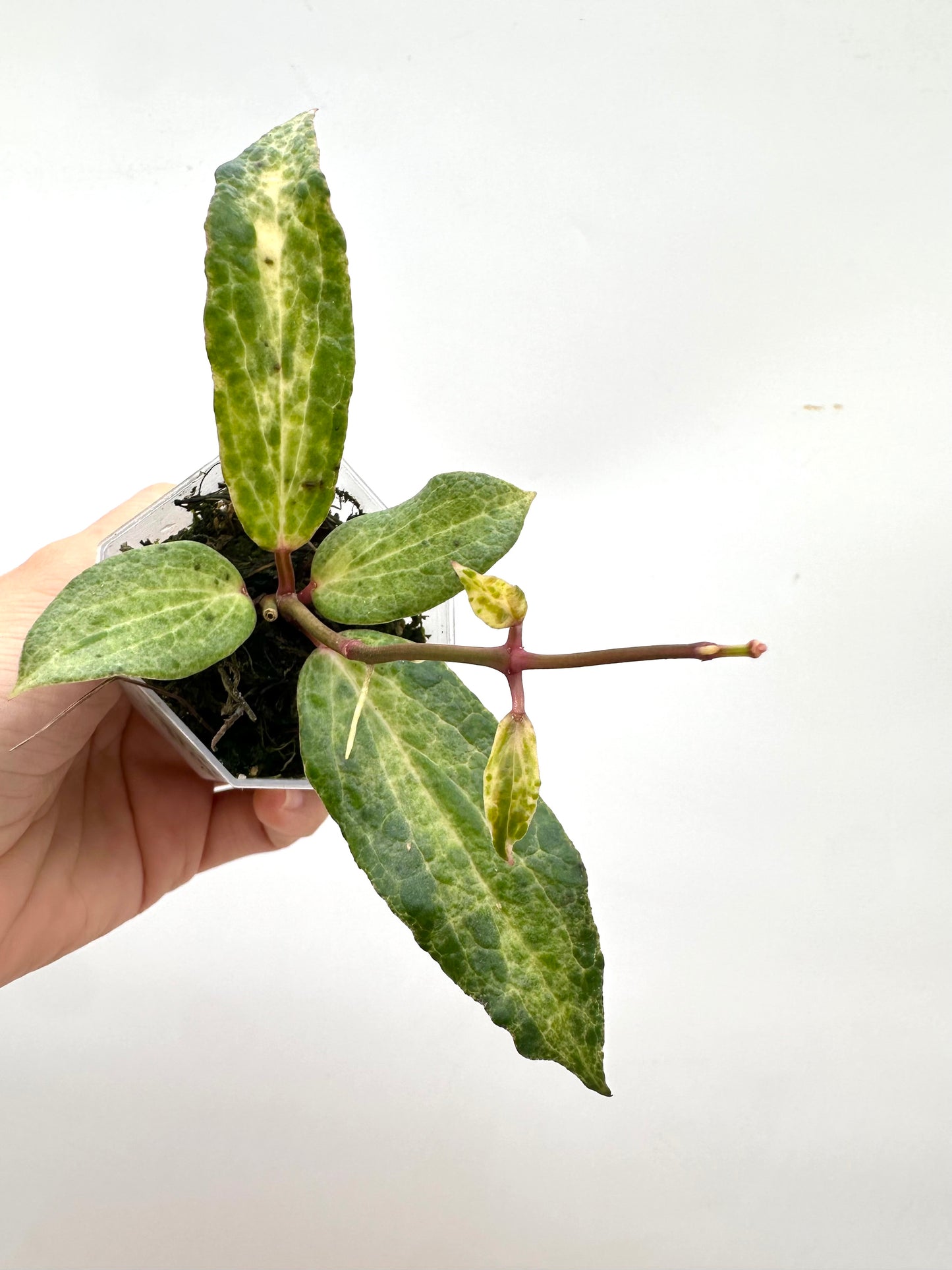 Hoya Crocodile