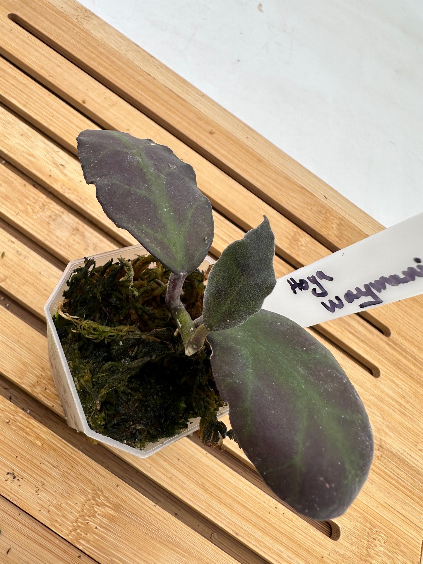 Hoya Waymaniae