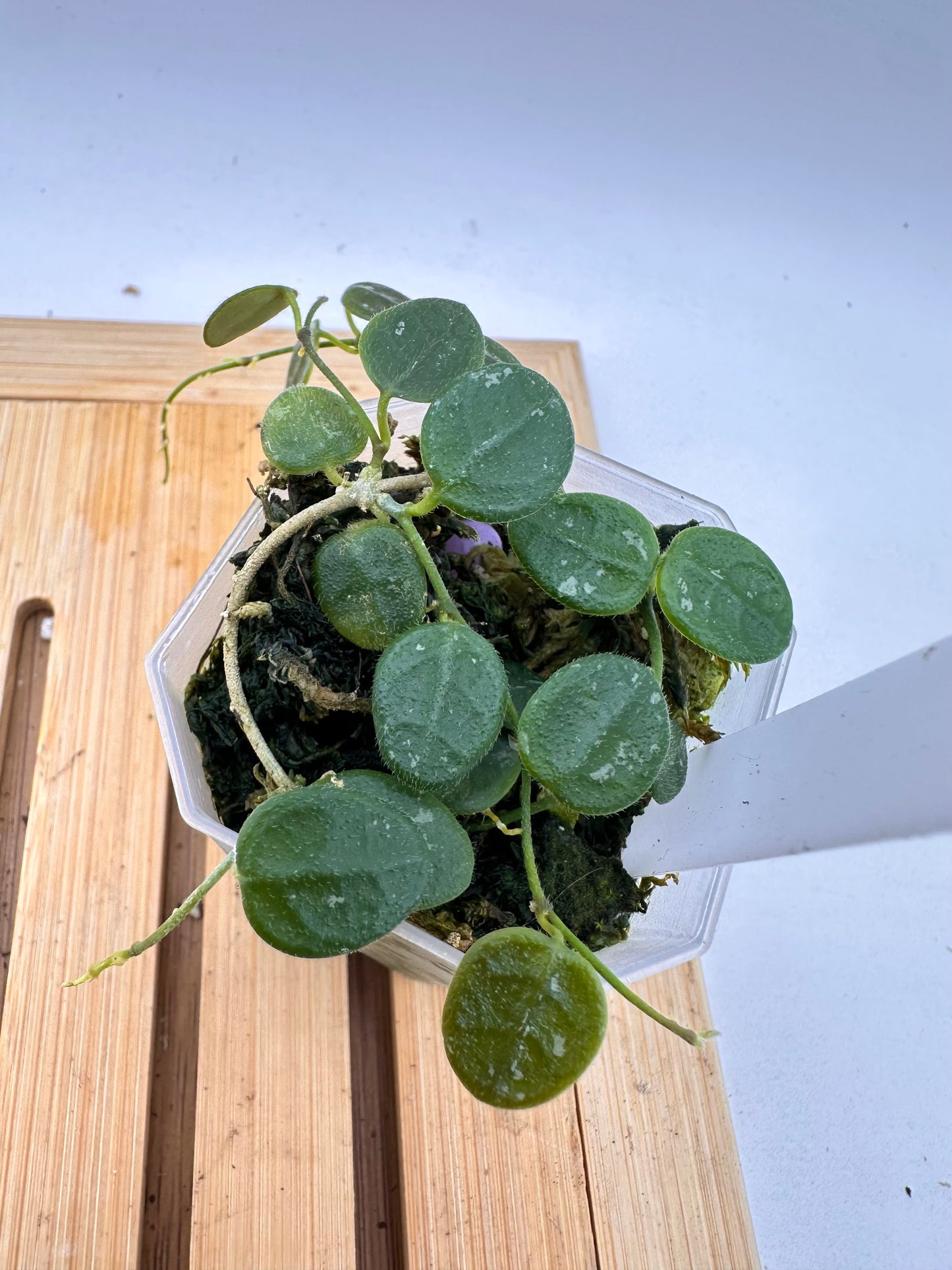 Hoya Serpens Splash