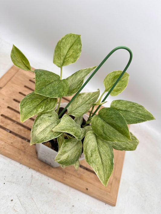 Scindapsus Treubii Mint Variegated - Multiple growths - Thanksgiving Sale 💚