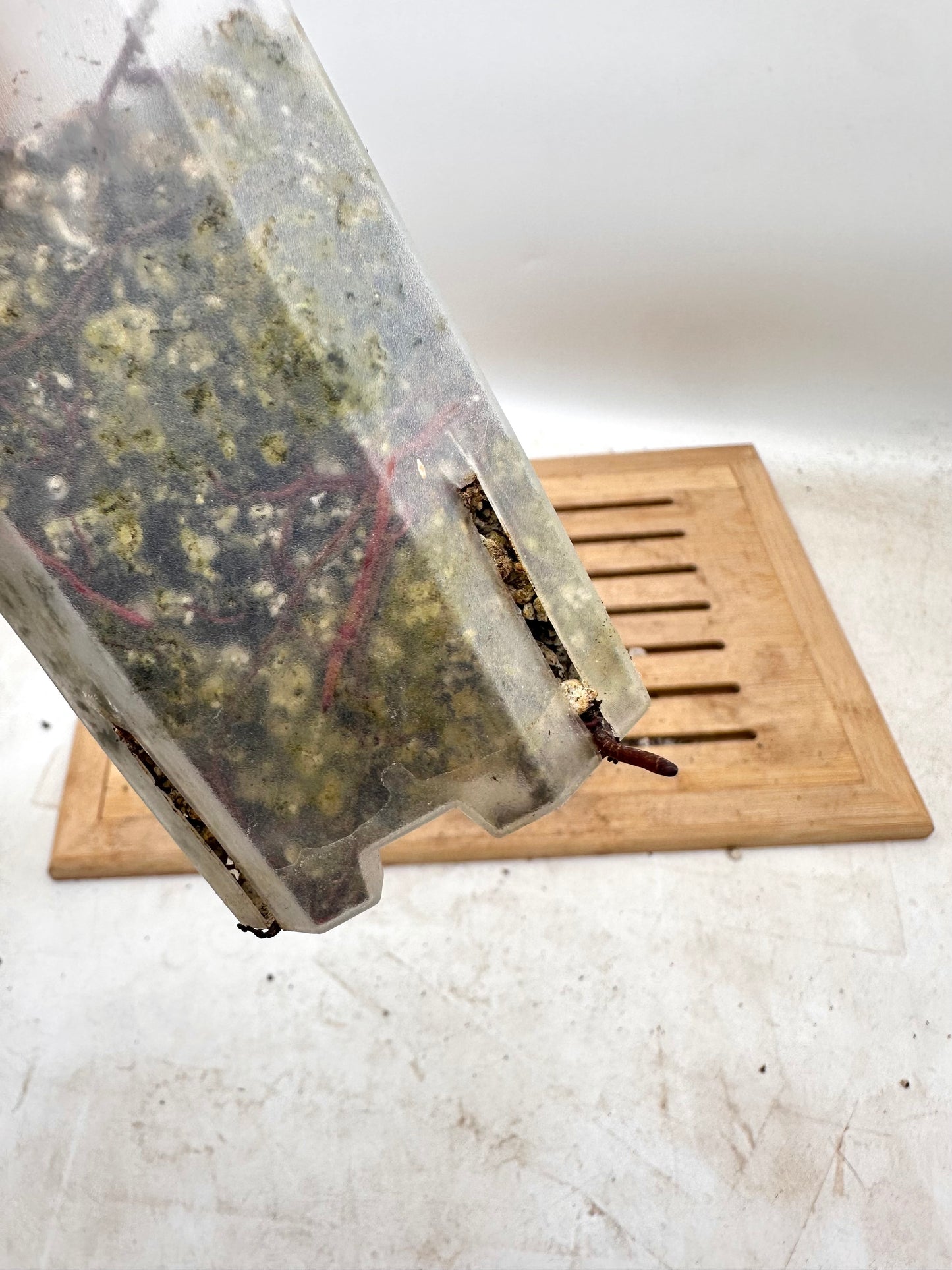 Philodendron Red Congo Variegated - Clearance Sale 💚