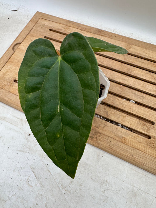 Anthurium Fort Sherman x Luxurians - Thanksgiving Sale 💚