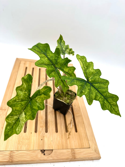Alocasia Jacklyn Mystic Variegated
