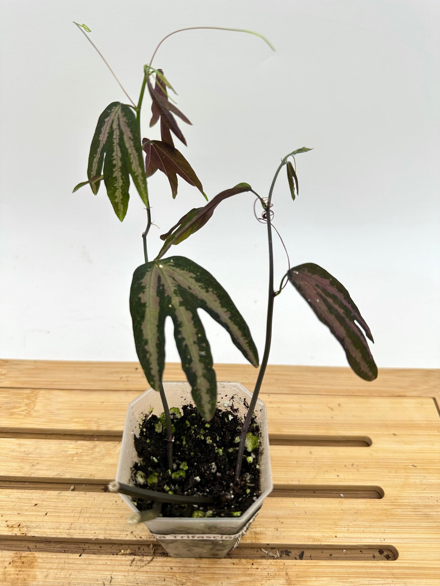 Passiflora Trifasciata purple