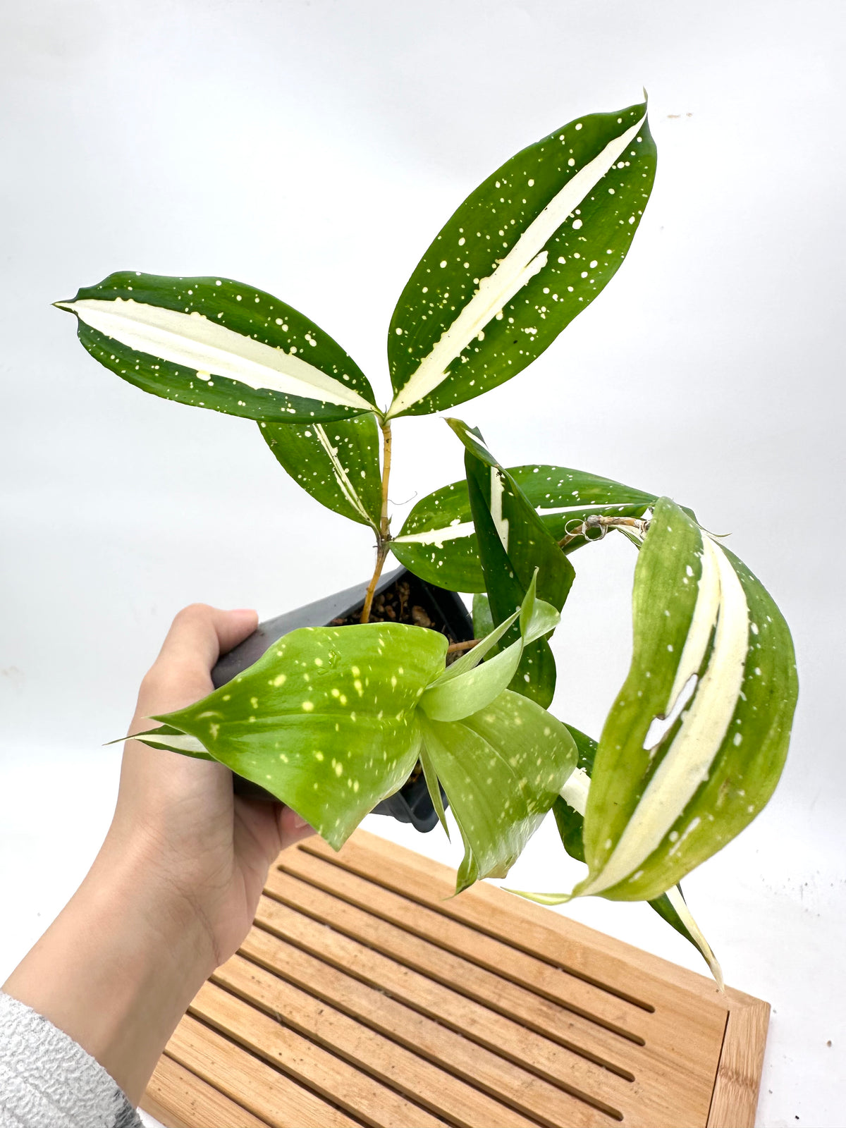 Dracaena ‘Milky Way’