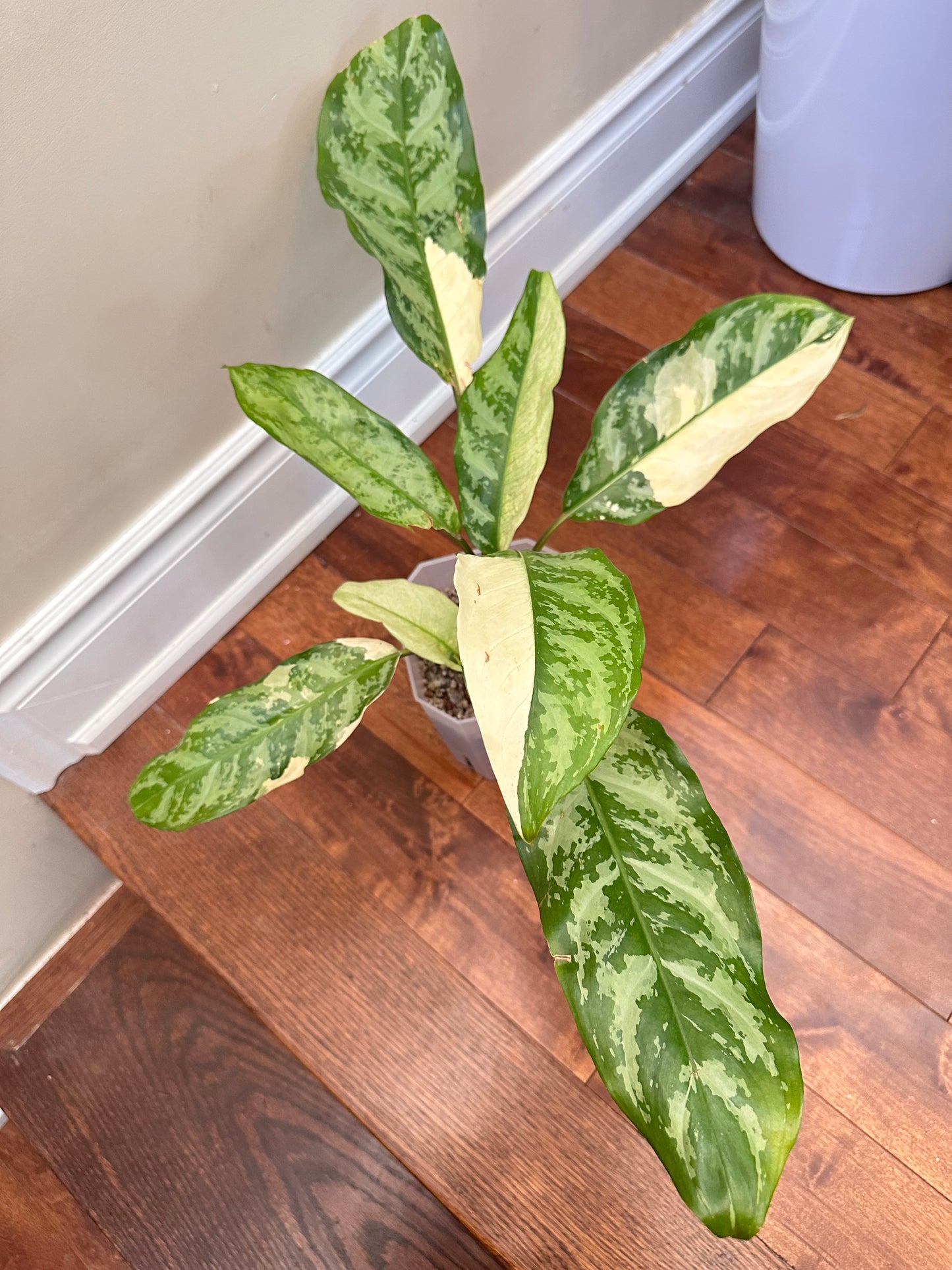Aglaonema Manila Pride Variegated - 3 Growths, Good Size