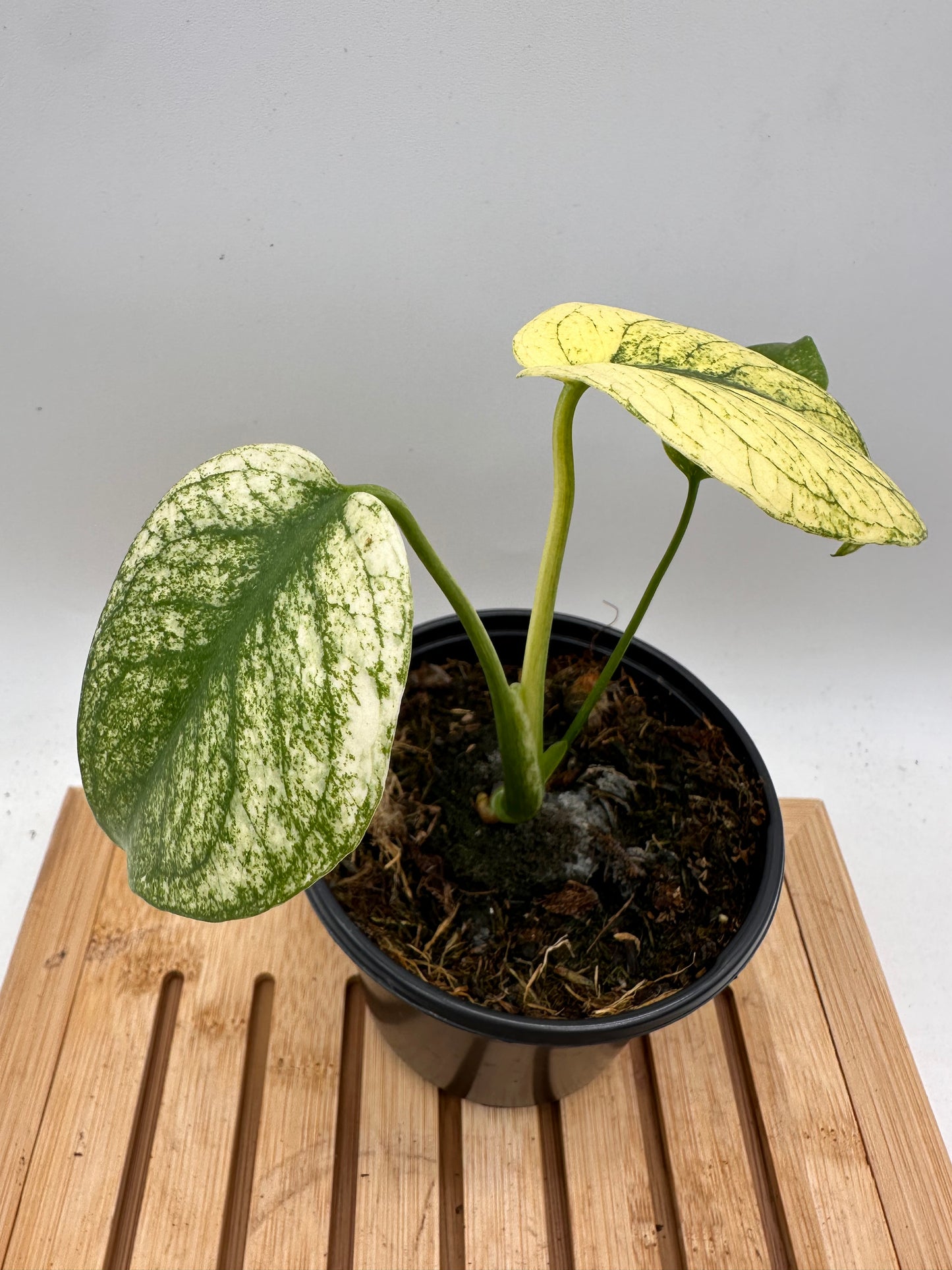 Monstera Mint