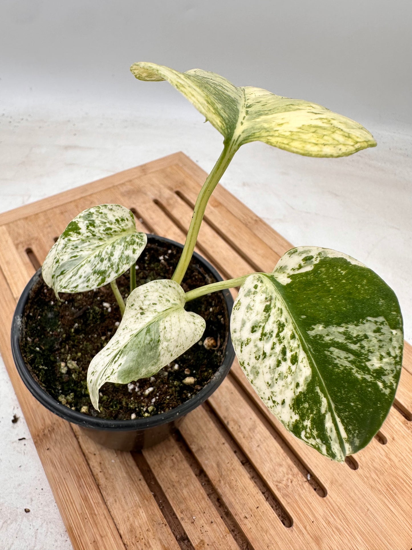 Monstera Mint Noid - Unique Pattern