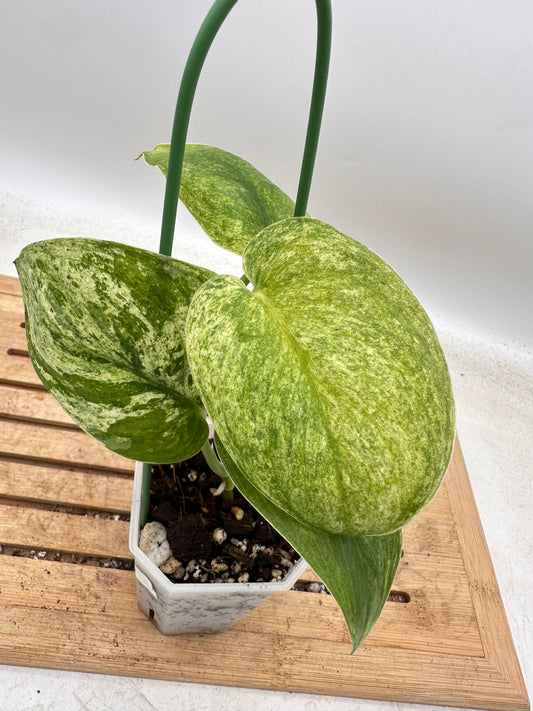 Scindapsus Halimoon