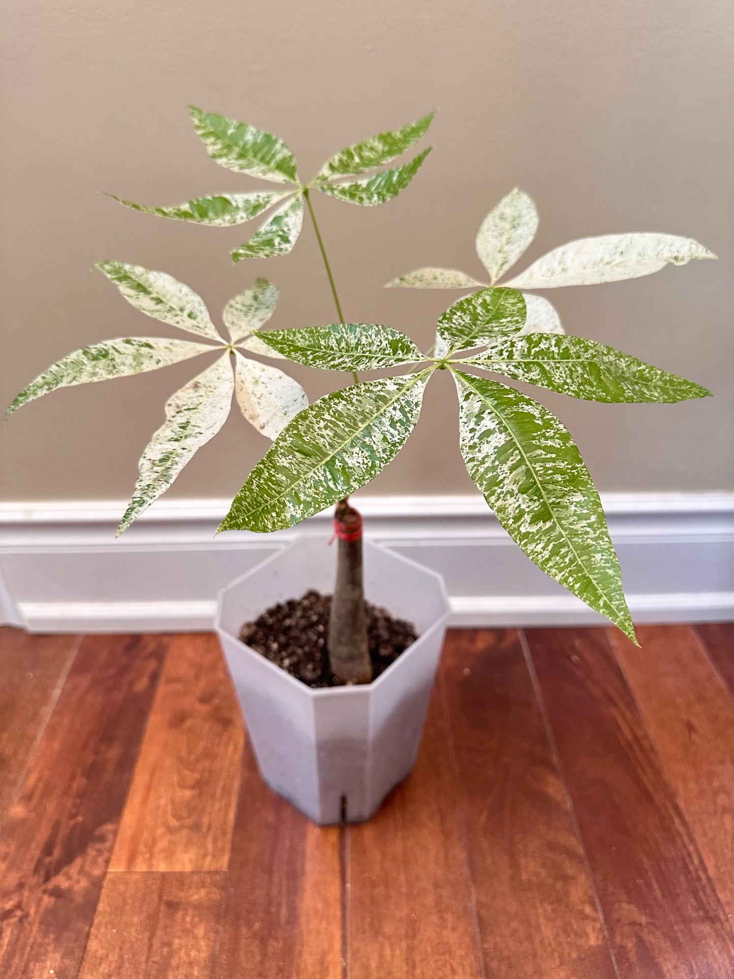 Variegated Money Tree - August Sale
