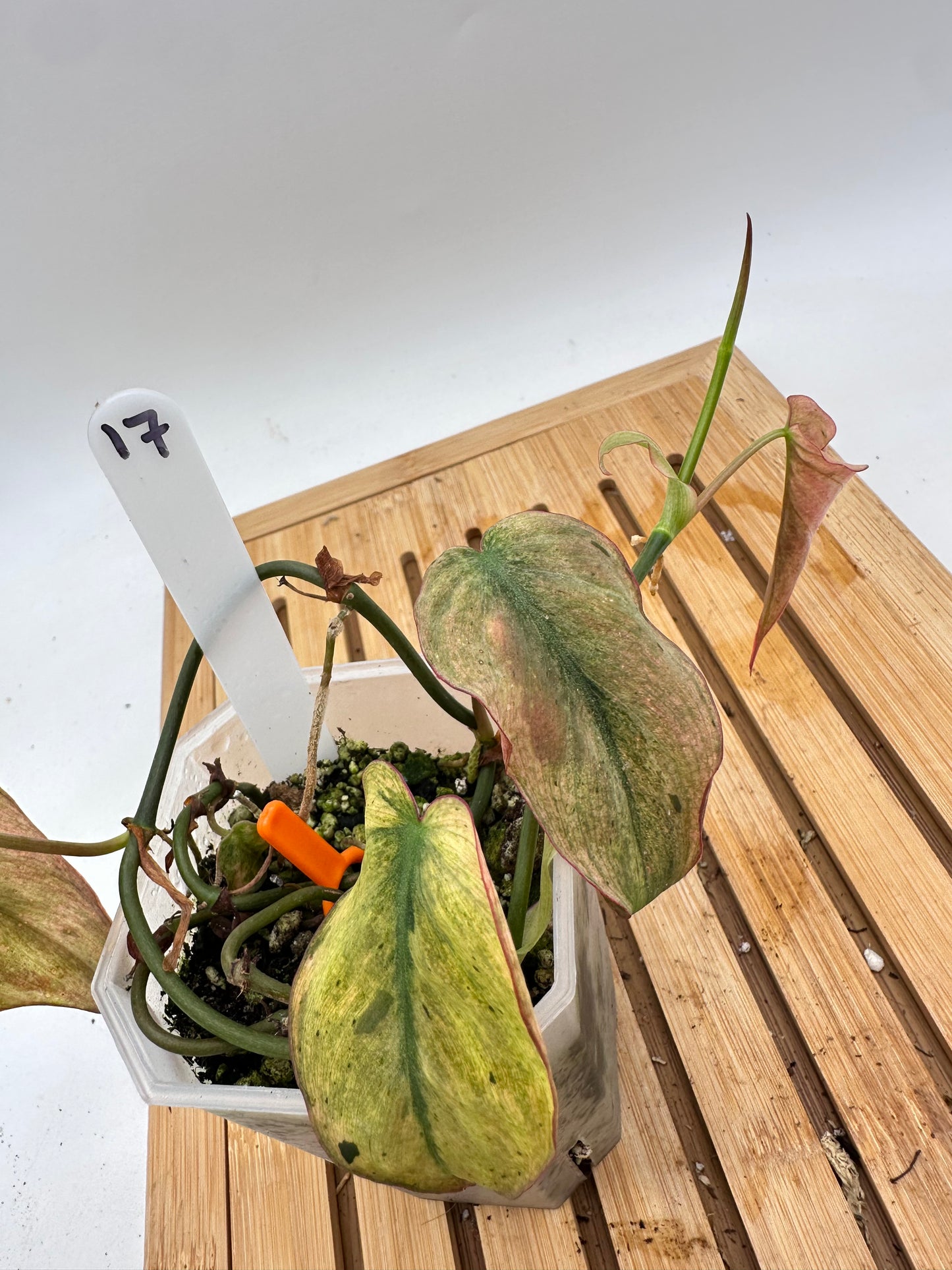 Philodendron Micans Mint Variegated