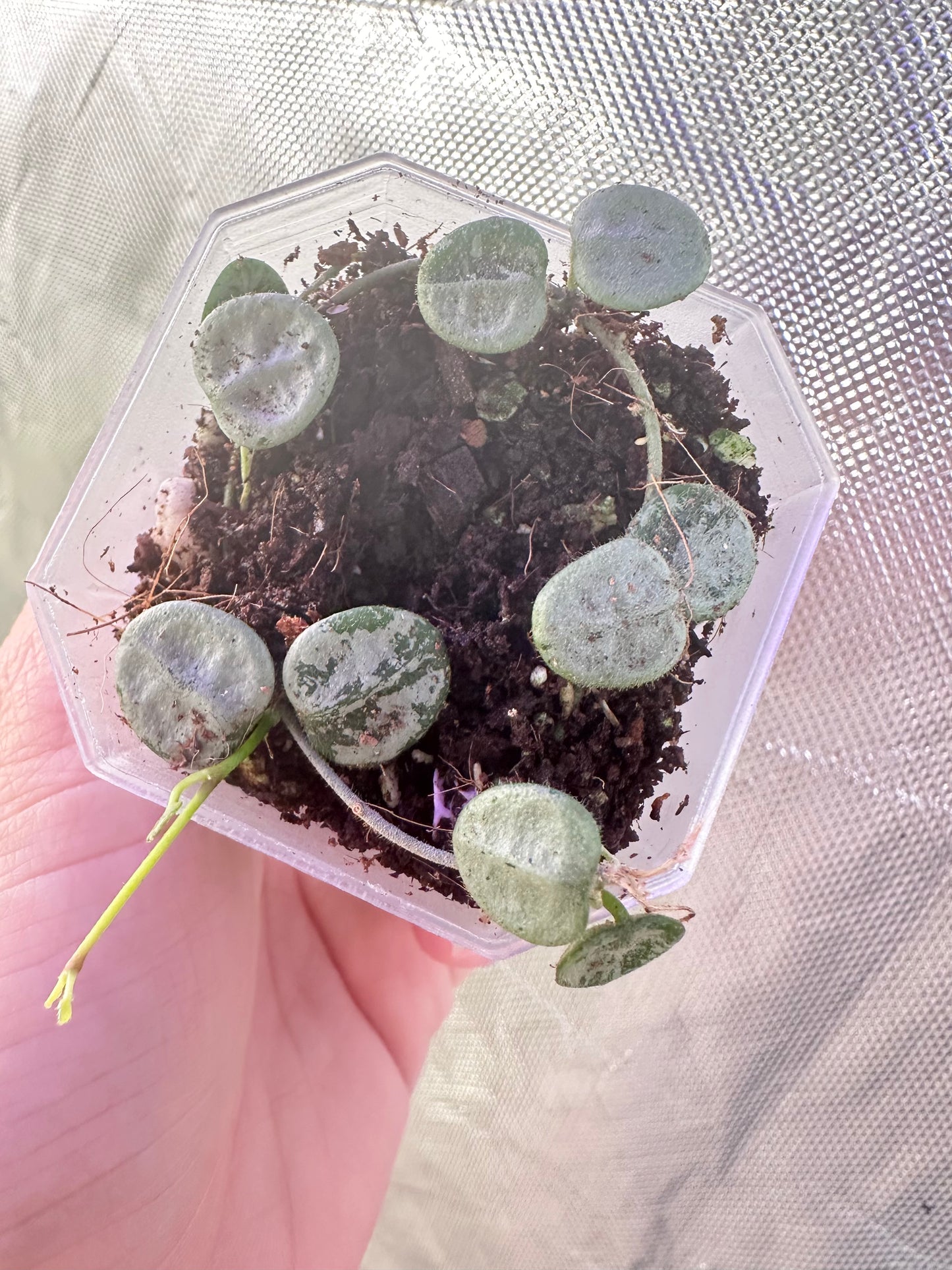 Hoya Serpens Silver