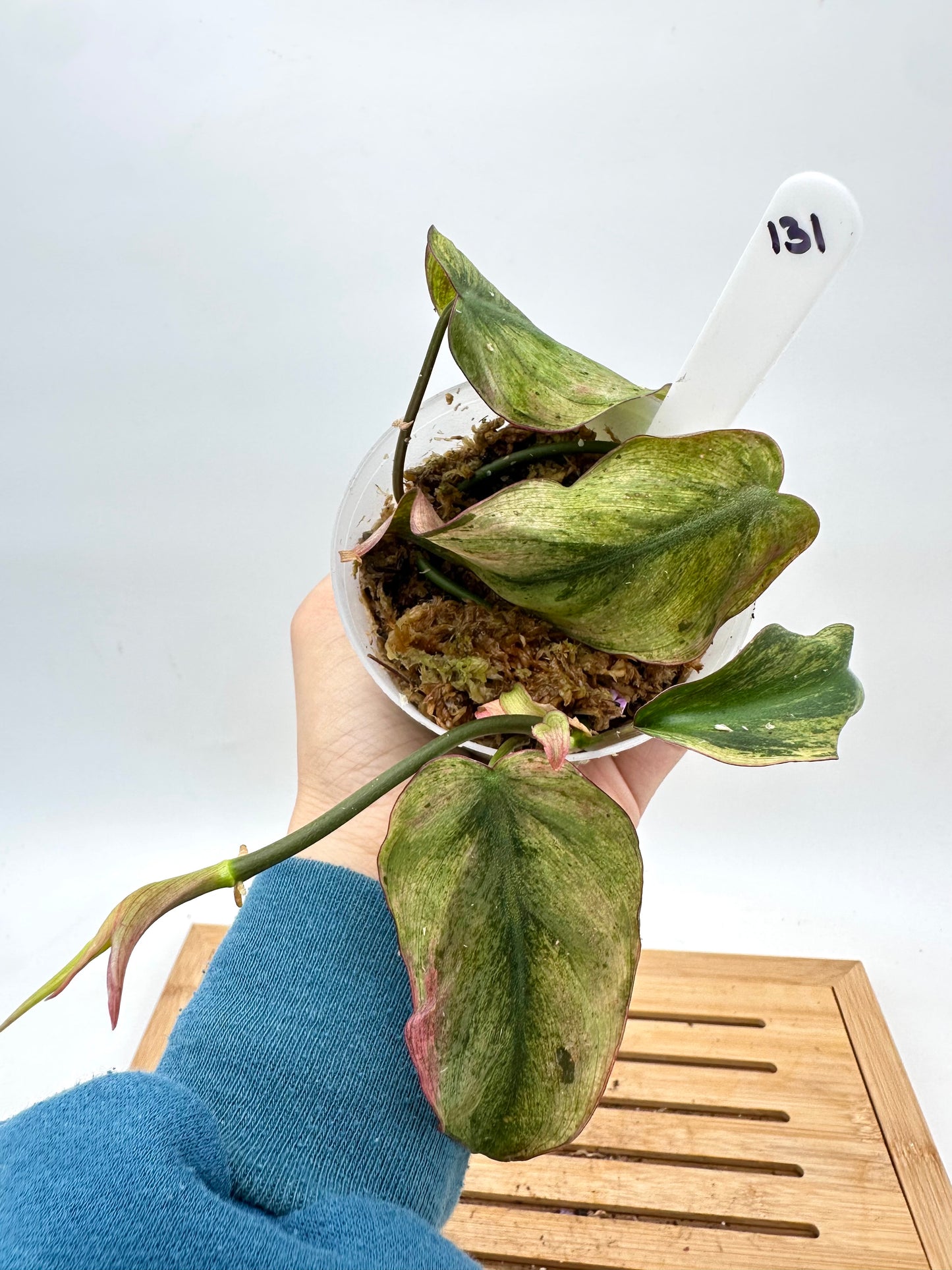 Philodendron Micans Mint Variegated - Clearance