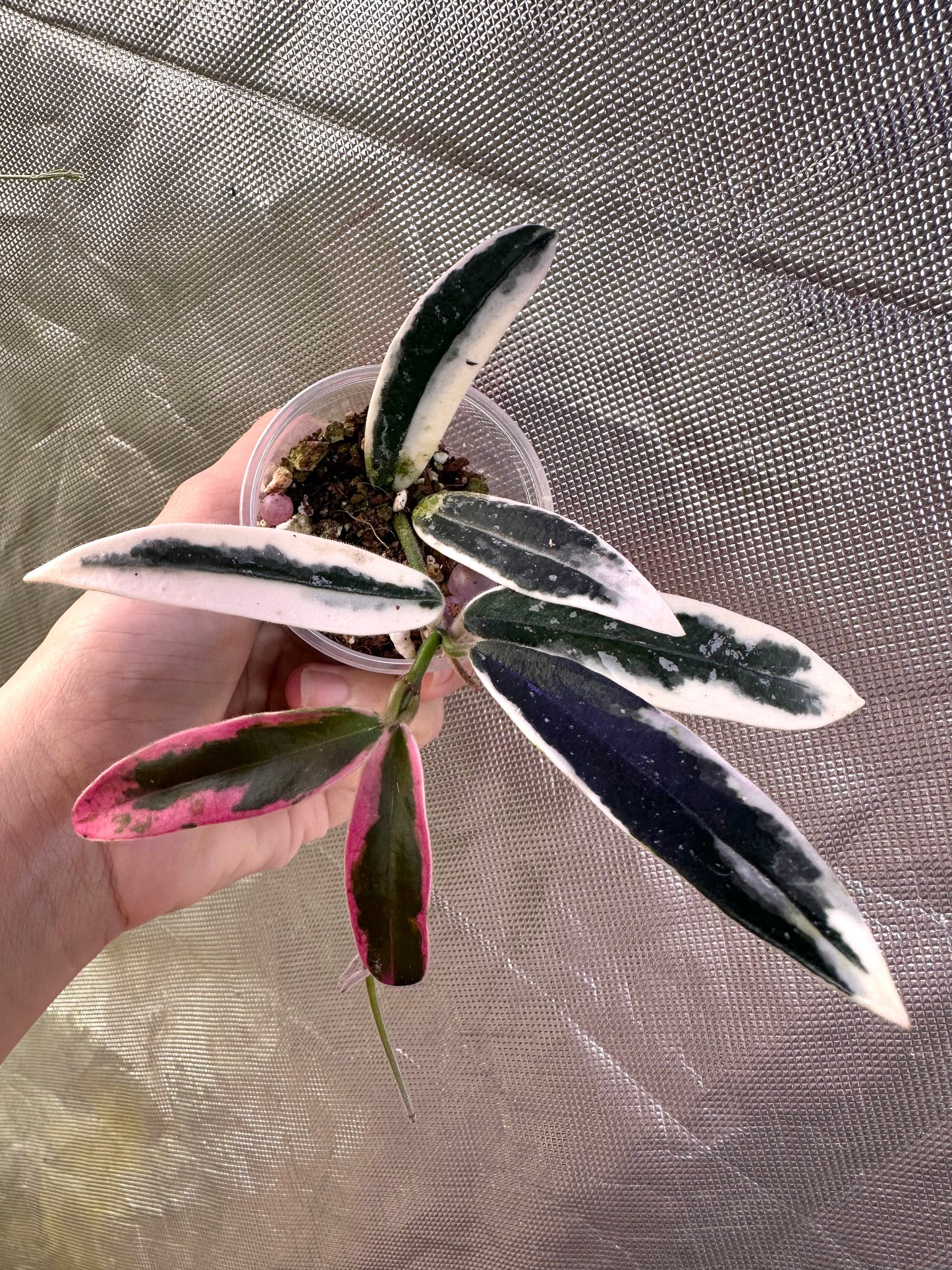 Hoya Lyi ‘Prism’ Pink Albo