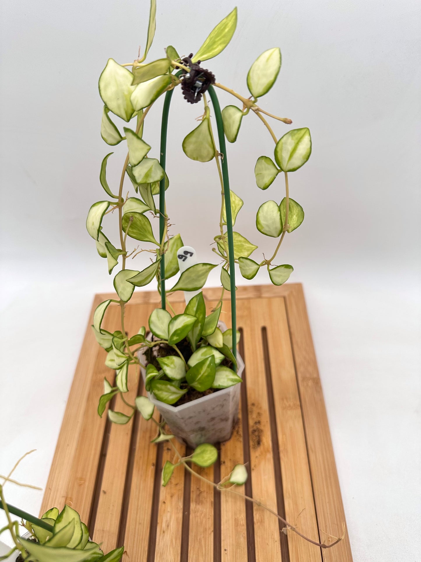 Hoya Heuschkeliana Inner Variegated 097 098 099