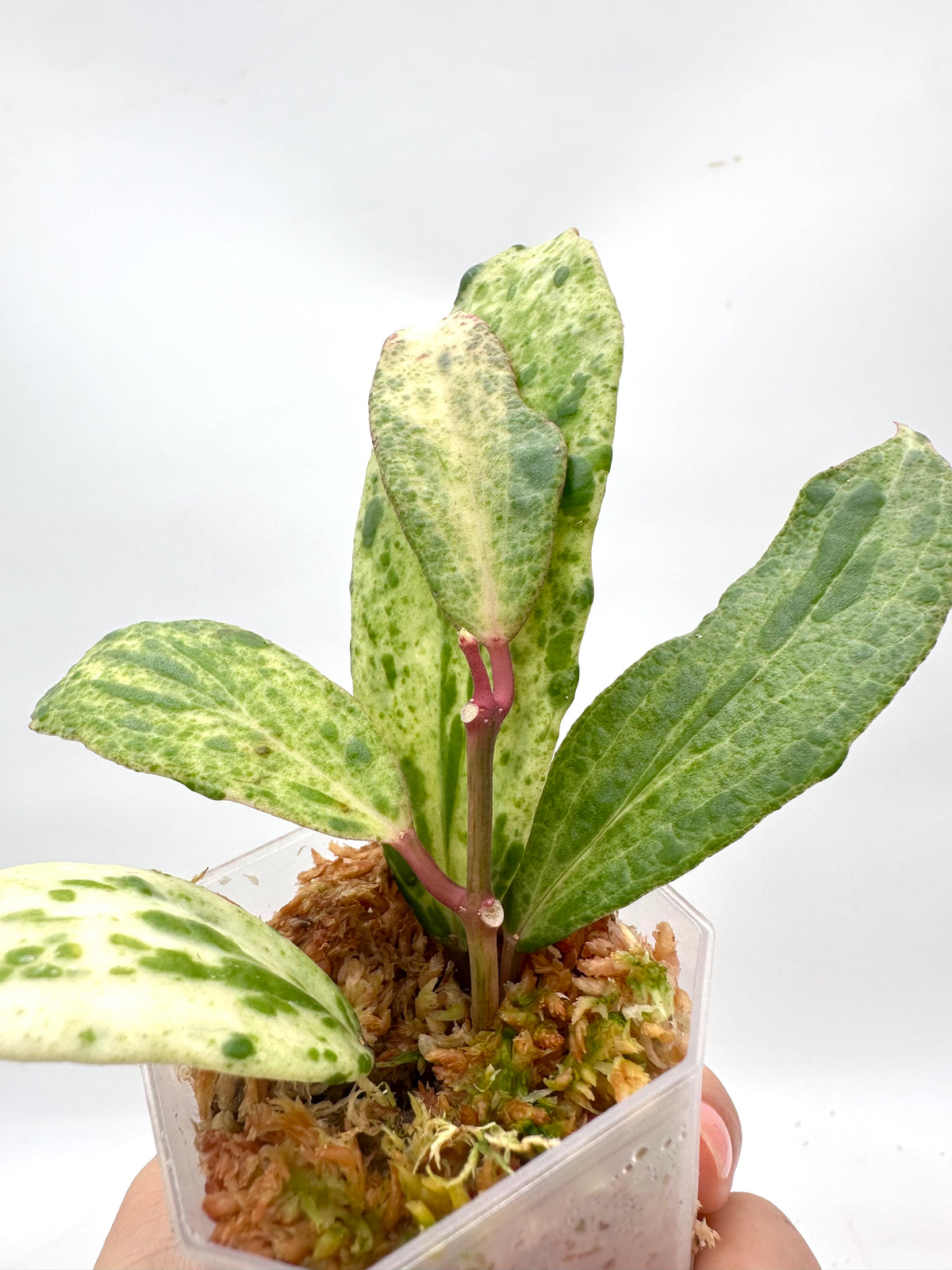 Hoya Crocodile B