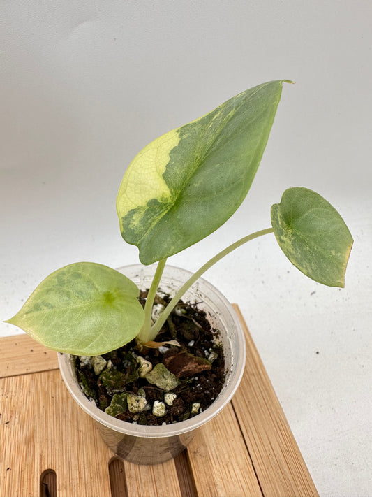 Alocasia Silver Dragon Variegated