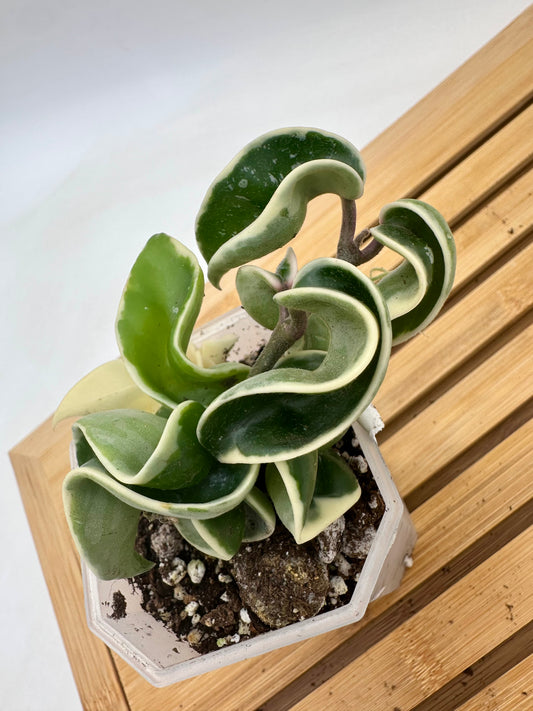 Hoya Compacta Hindu Rope Albo Variegated
