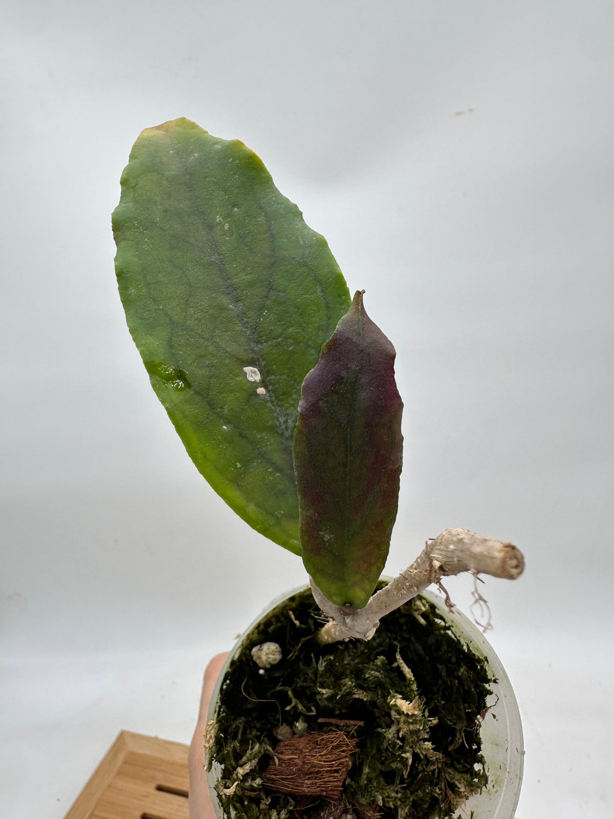Hoya AH April