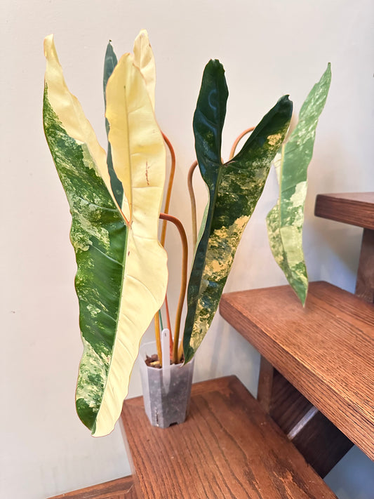 Philodendron Billietiae Variegated 01 - Size Large