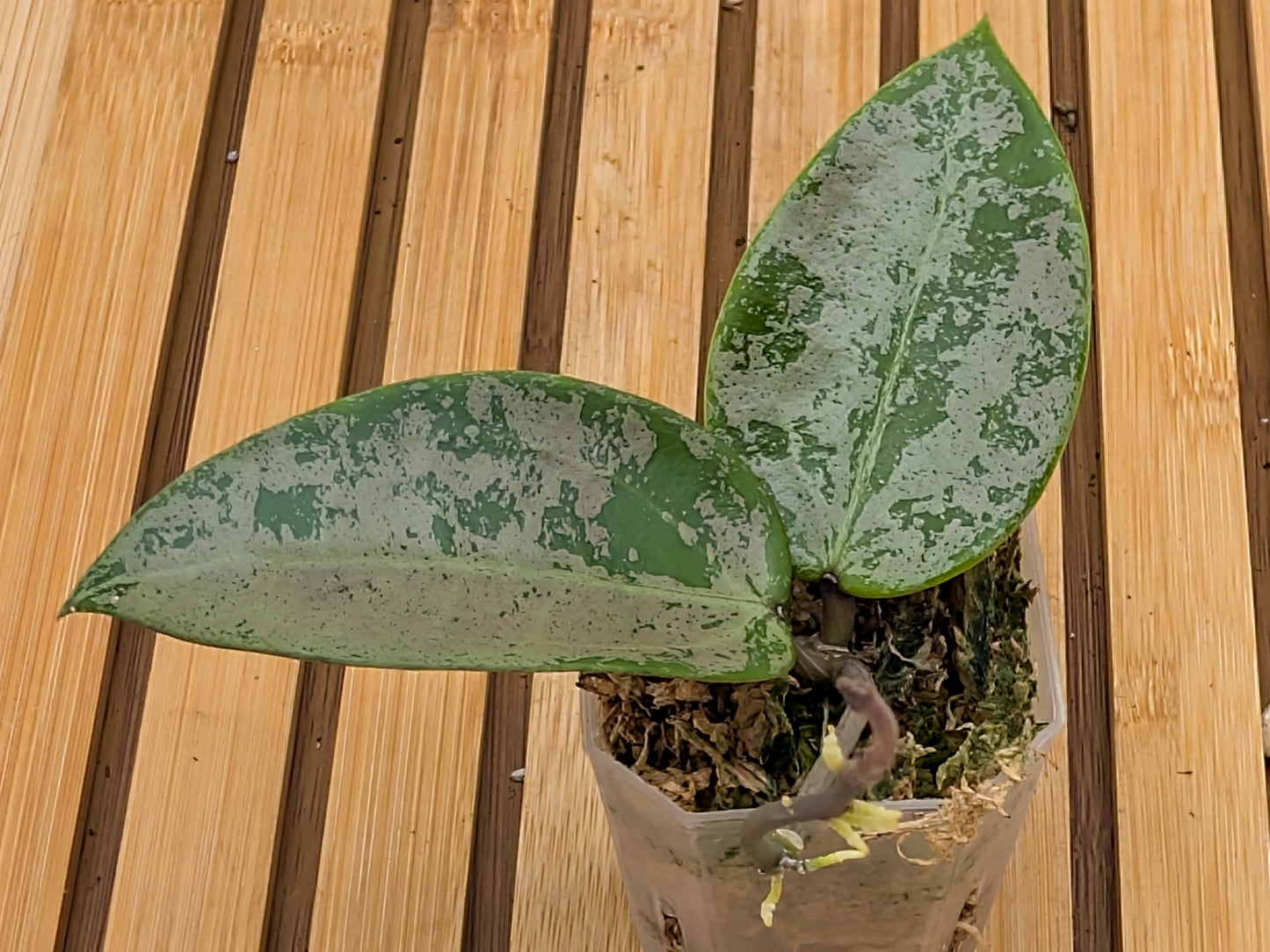 Hoya Verticillata ‘Silver Heart’ - Rooted Top Cutting