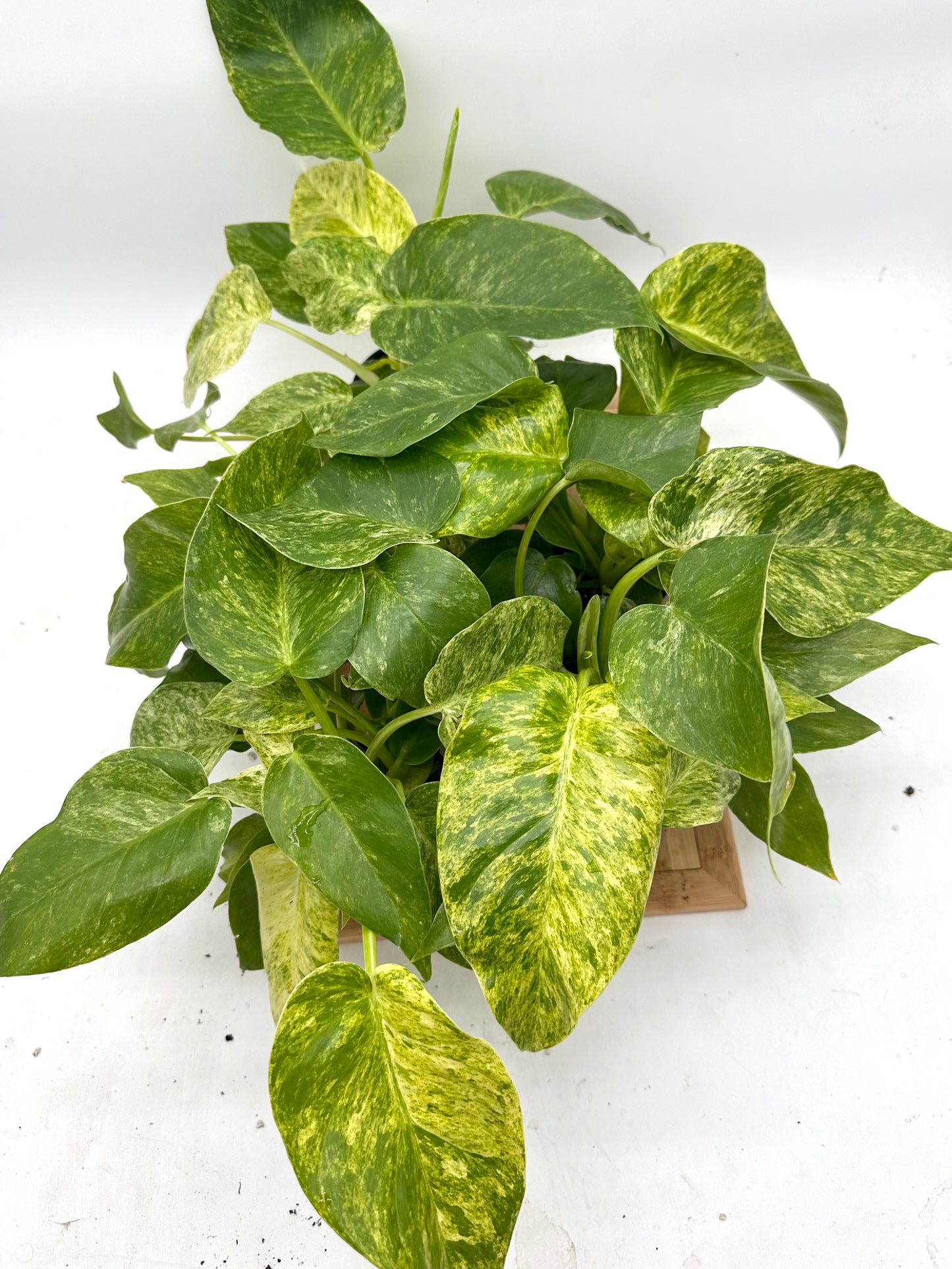 Philodendron Giganteum Blizzar Variegated (Multiple Plants/Growths in each pot)